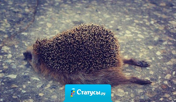 Я сегодня вредная и слегка колючая... Настроение гадкое... злючее-презлючее... 