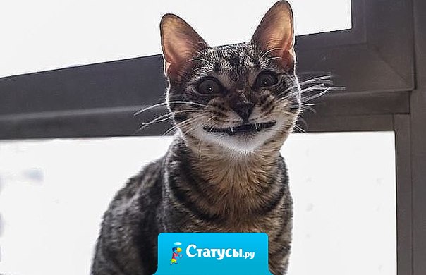 Когда муж спрашивает 