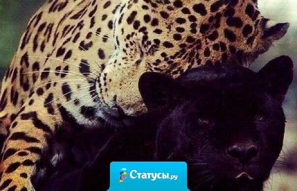 Влюбленный не ищет другой красоты.