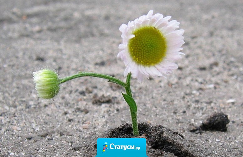 Сильный человек — это не тот, у которого все хорошо.  Это тот, у которого все хорошо, несмотря ни на что.