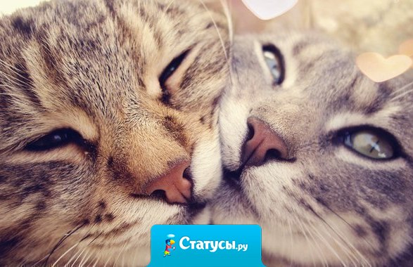 Счастье имеет смысл только тогда, когда есть с кем его разделить.