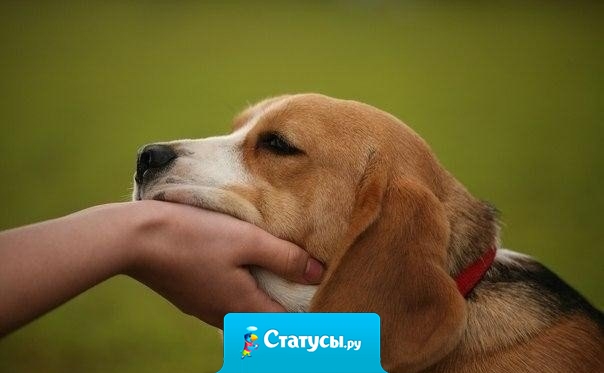 Собака приносит боль, лишь когда умирает.