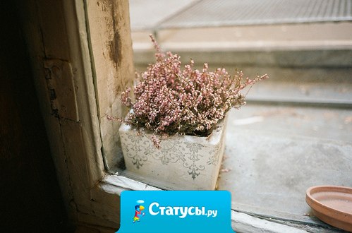 Всегда очень жалко выбрасывать цветы, даже если они завяли.