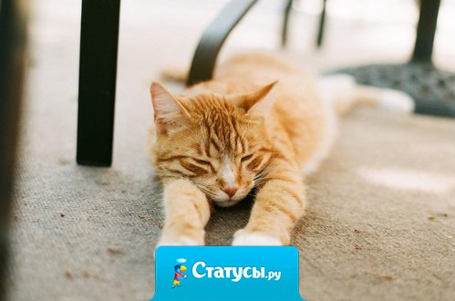 Если бы я спал столько, сколько думаю о тебе, то наверняка я бы высыпался.