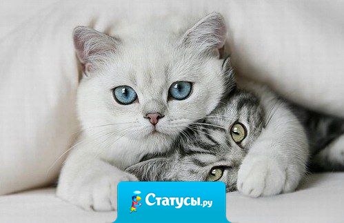 Сколько бы недостатков не было у человека – он всегда будет идеальным, если он любимый.