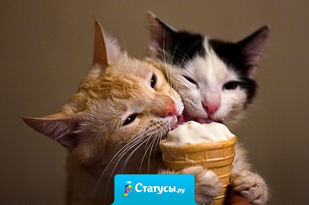 Лето без мороженого все равно, что зима без мандаринов...