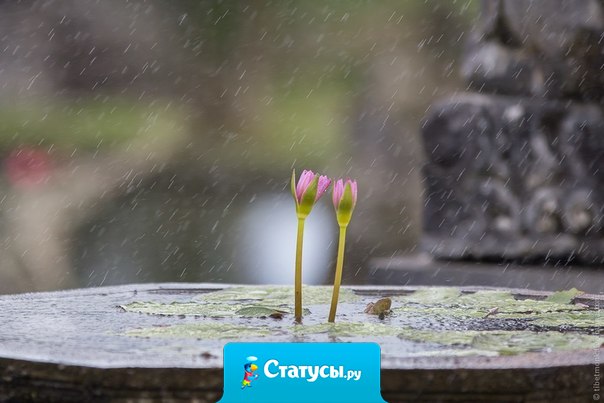 Тот, кто говорит, что солнце приносит счастье, никогда не танцевал под дождем.