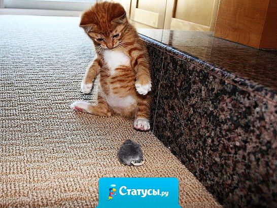 Батюшки… Кто это? Серый, лохматый… Неужели волк???