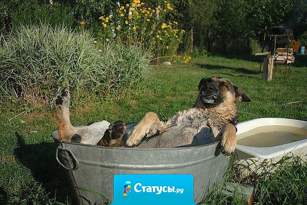 -Шарик!  -Чо?! -Фас! -Щас!​​​