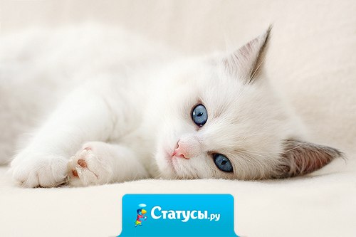 Если на душе скребут кошки, не вешайте нос, придет время и они будут громко мурлыкать от счастья!