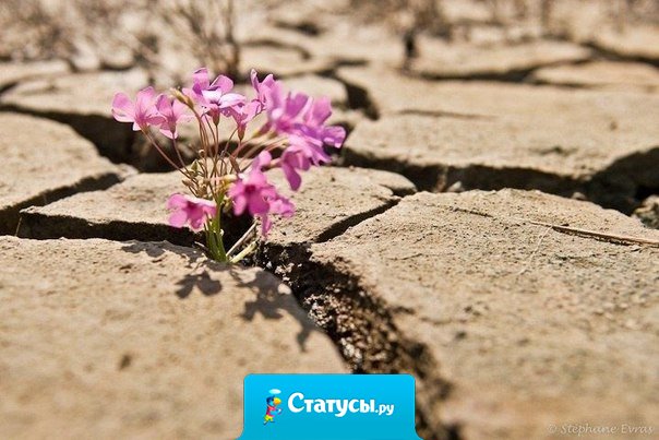 Как бы трудно Вам ни было - не меняйте красоту своей души на мертвый холод камня! Даже если Вас сломали - прорастайте заново!