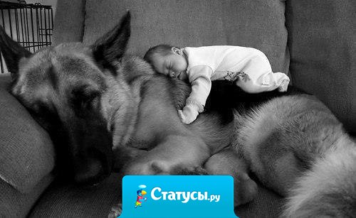 Собаке всё равно, бедный ты или богатый, образованный или не грамотный , умный или тугодум. Отдай ей своё сердце , и она ответит тем же.