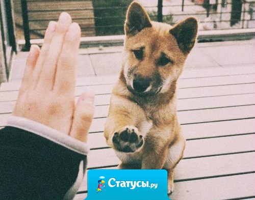 Собаки способны любить больше, чем некоторые люди.