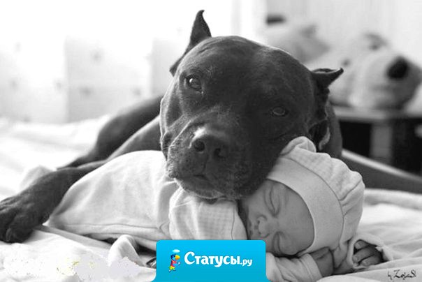 Если бы только люди могли любить как собаки, мир стал бы раем.