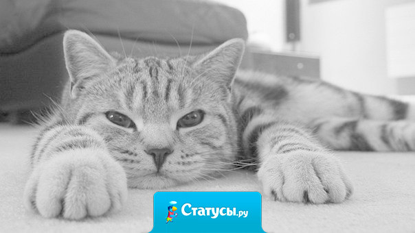 В выходные я занимаюсь недвижимостью. Лежу и не двигаюсь.