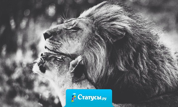 Овца, решившая влезть в чужие отношения, может увести только барана.