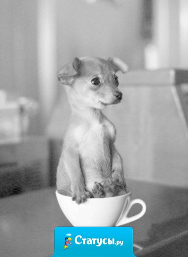 Никогда не говори 