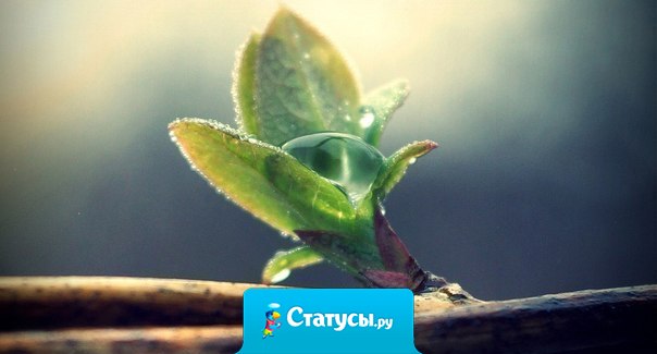 Мудрость приходит вместе со способностью быть спокойным. Просто смотри и слушай. Больше ничего не нужно.