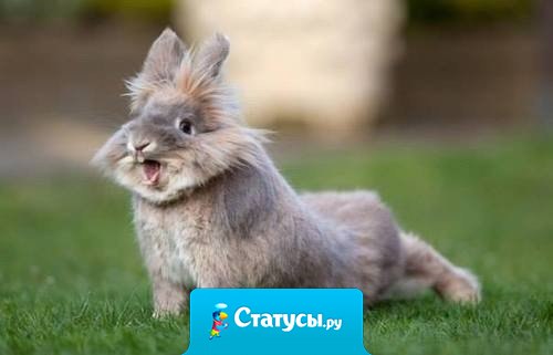 Даже кролик делает зарядку! А ты?