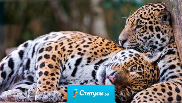 Ни одни отношения не могут достигнуть уровня, на котором не будет проблем. Если же вы видите отношения, в которых нет проблем, это значит, что отношений больше нет.