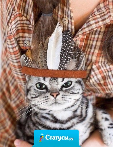 В доме, где есть кошка, других украшений не нужно.