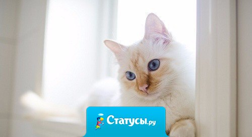 Если собака – друг человека, то кот – дальний родственник, которого пару лет назад пригласили в гости, и с тех пор он искренне не понимает, почему вы гостите на его территории...