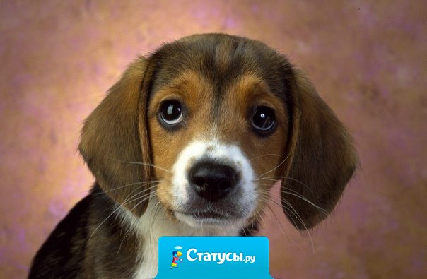 Собака - очень необычное создание. Она никогда не пристает с расспросами, какое у тебя настроение, ее не интересует, богат ты или беден, глуп или умен, грешник или святой. Ты ее друг - ей этого достаточно.