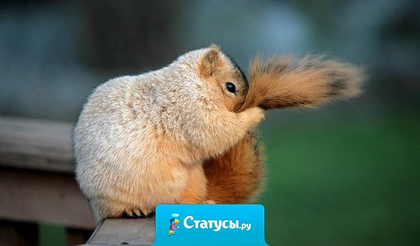 В любой непонятной ситуации держи хвост пистолетом.