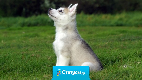 Собака - это единственное существо на земле, которое любит тебя больше, чем себя.