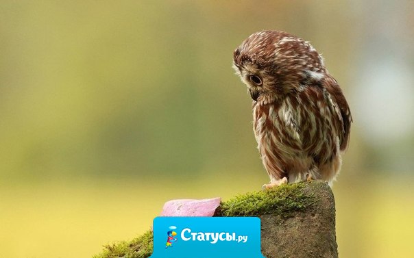 Ни одно слово, летящее в твой адрес, не должно менять твоё мнение о себе.