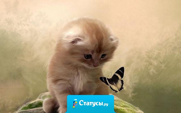 Счастье подобно бабочке. Чем больше ловишь его, тем больше оно ускользает. Но если Вы перенесете своё внимание на другие вещи, оно прилетит и тихо сядет к Вам на плечо. 