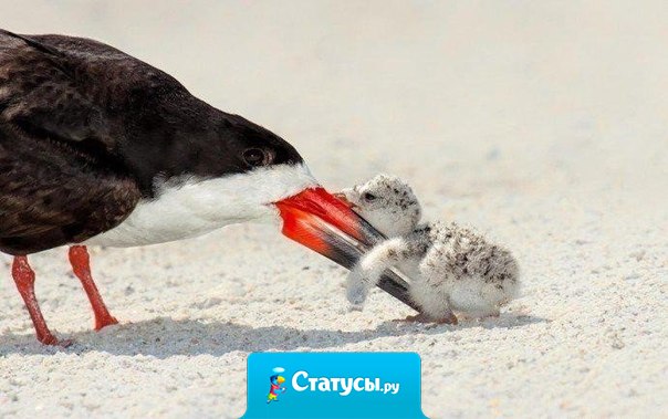 Всегда кажется, что нас любят за то, что мы так хороши. А не догадываемся, что любят нас оттого, что хороши те, кто нас любит. 