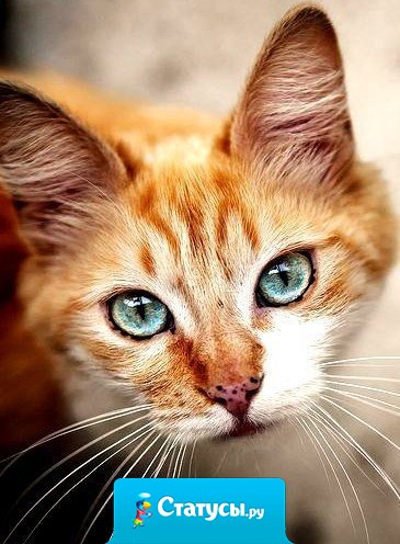 Всегда найдется кто-то, кому не нравится то, что ты делаешь. Это нормально. Всем подряд нравятся только котята. 