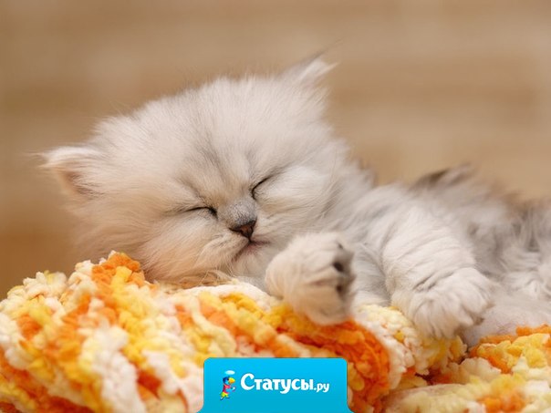 Проснулась утром рано и думаю: 