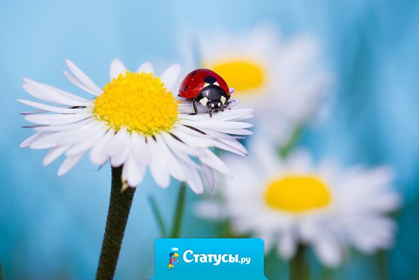 Однажды, ты найдешь того, кто заставит цвести цветы в самых темных уголках твоей души.