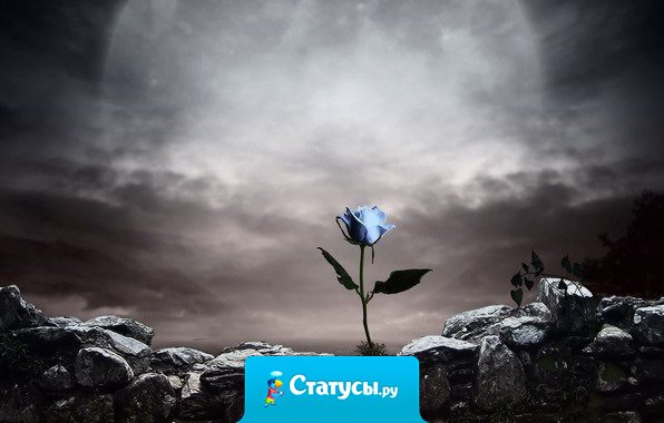 Каждый захочет красивую розу, красивую ночь, хорошего друга. Важно уметь любить розу вместе с ее шипами, ночь с ее таинственностью, друга со всеми его проблемами.