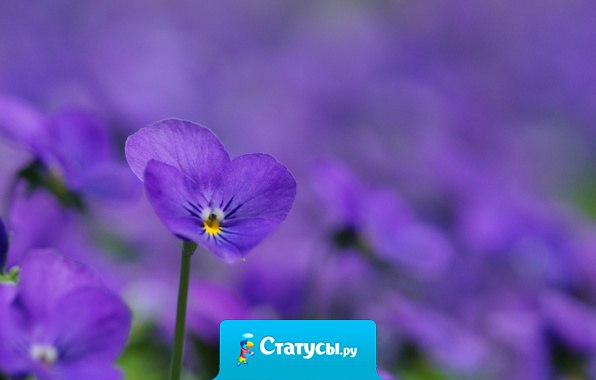 Счастье продает нетерпеливым людям великое множество таких вещей, которые даром отдает терпеливым...