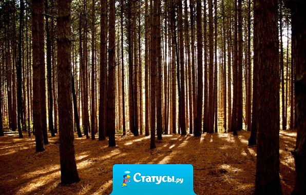 Жизнь есть движение от желания к желанию, а не от обладания к обладанию...