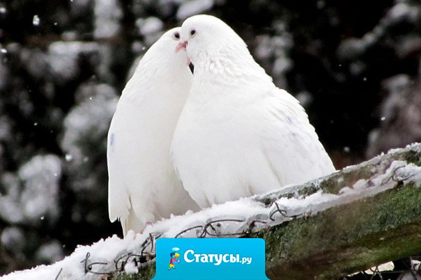 Наша самая большая сила заключается в доброте и нежности нашего сердца...