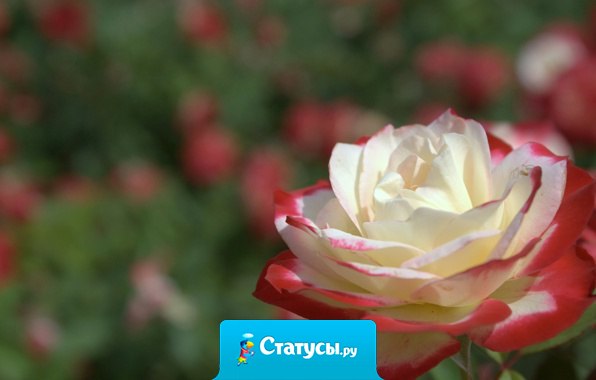 Стремление создать ребенку счастливую жизнь баловством с младенческих лет, пожалуй, неблагоразумно...