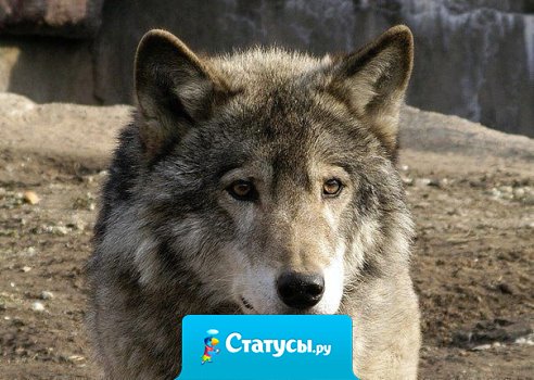 Волк - единственный из зверей, который может пойти в бой на более сильного противника. Если же он проиграл бой, то до последнего вздоха смотрит в глаза противника, после чего умирает...