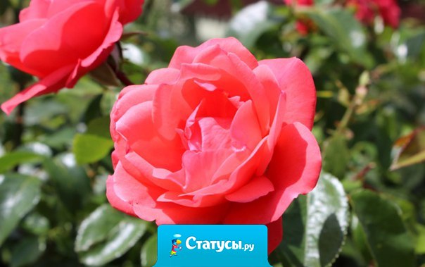 Супружеская любовь сохраняется дольше благодаря щепотке ненависти...