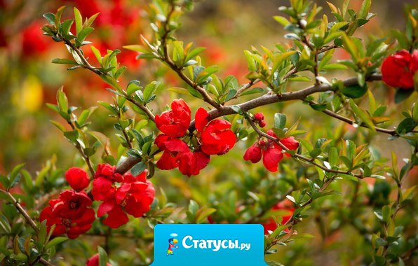 Лучше смеяться, не будучи счастливым, чем умереть, не посмеявшись...