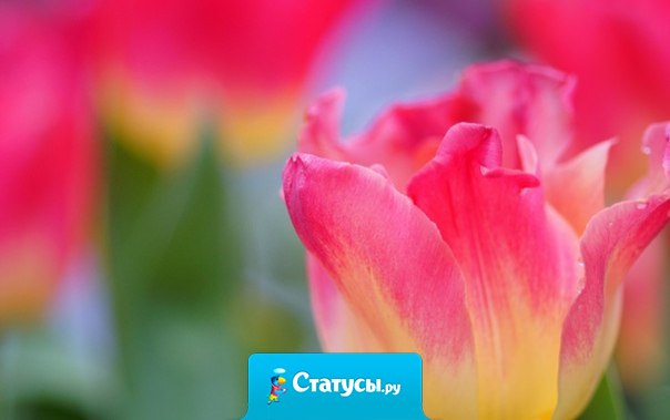 Философией называется не самая мудрость, а любовь к мудрости...