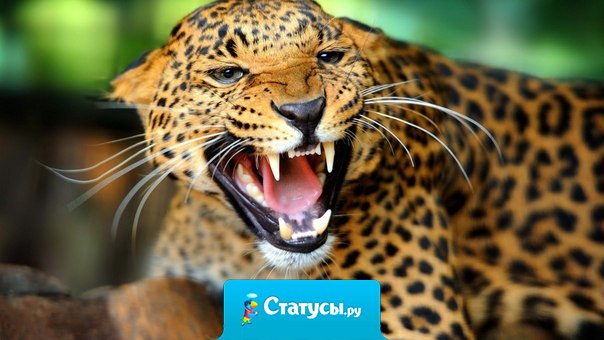 Глубина мира измеряется лишь глубиной собственной души...