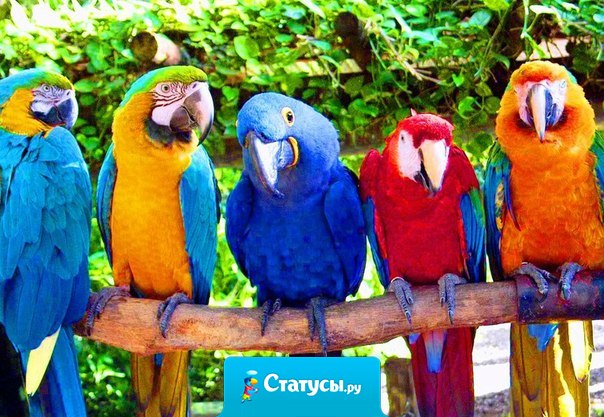 Когда орлы молчат, болтают попугаи...