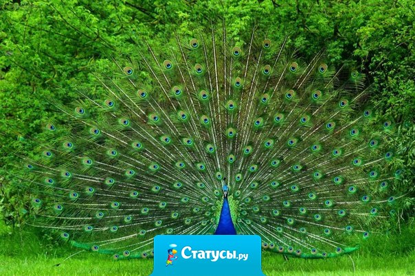 Искусство нравиться — это искусство обманывать...