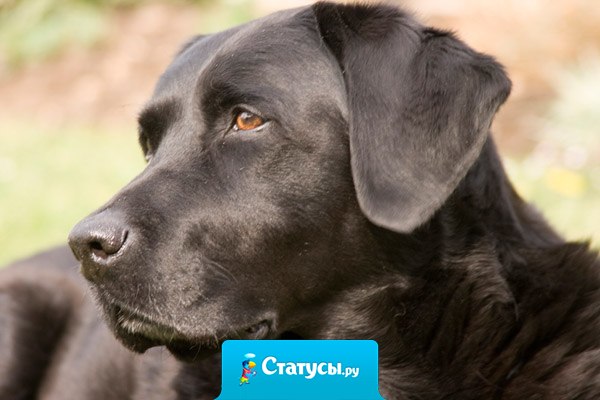 Если вы подберете на улице дворовую собаку и накормите её, она никогда вас не укусит. В этом и состоит разница между собакой и человеком...