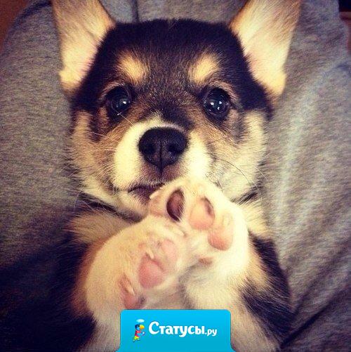 Купить собаку - это единственный способ купить любовь за деньги.