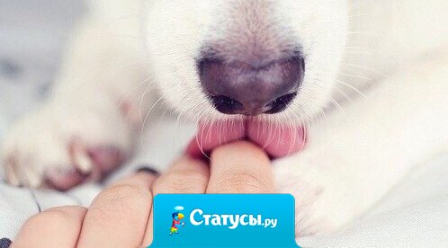 Порой, животные намного человечнее людей.